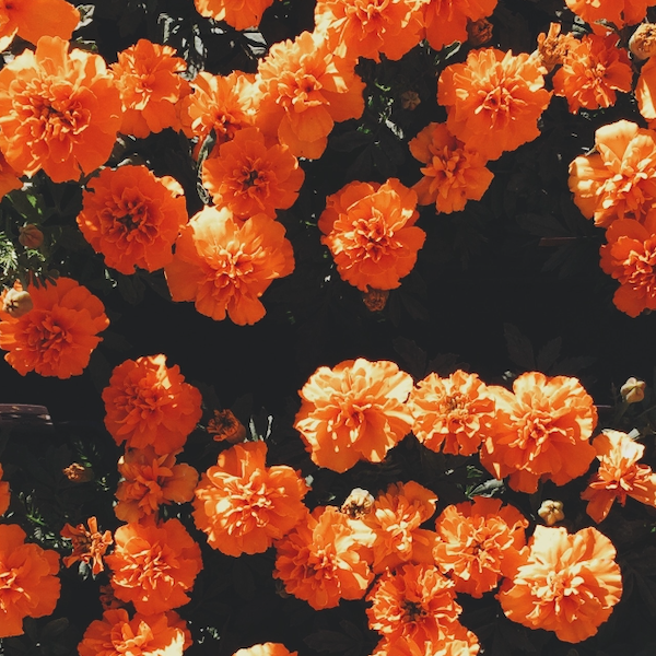 Field of Orange Marigolds - Contemporary Floral Photography Print (Framed) (8"x10")