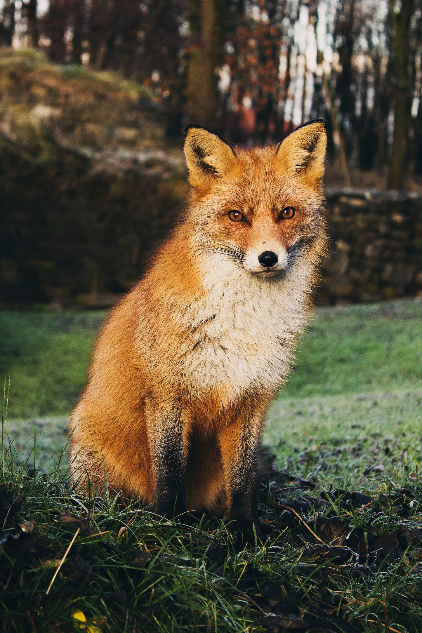 Portrait of a Red Fox - Contemporary Wildlife Photography Print (Unframed) (5"x7")