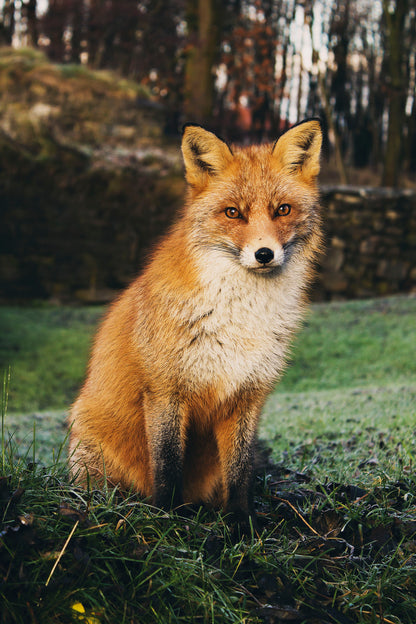 Portrait of a Red Fox - Contemporary Wildlife Photography Print (Unframed) (5"x7")