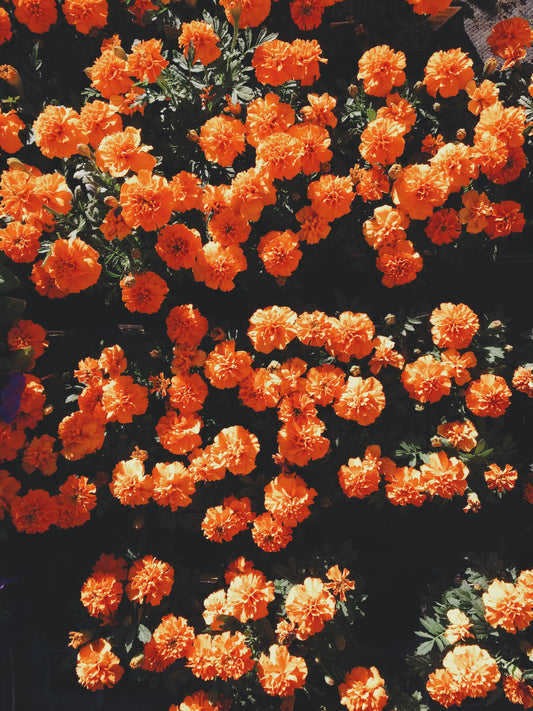 Field of Orange Marigolds - Contemporary Floral Photography Print (Unframed)