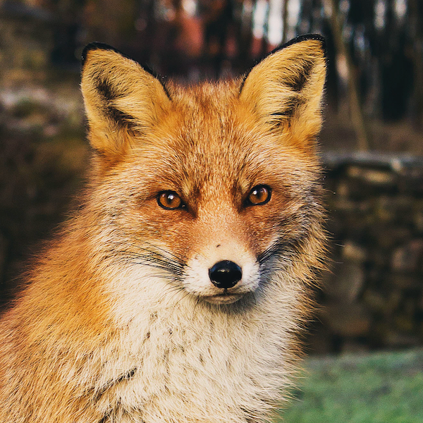 Portrait of a Red Fox - Contemporary Wildlife Photography Print (Unframed) (5"x7")