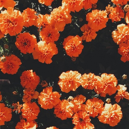 Field of Orange Marigolds - Contemporary Floral Photography Print (Framed) (8"x10")